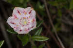 Hairy laurel <BR>Hairy wicky